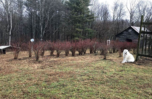 dog outside with blueberries