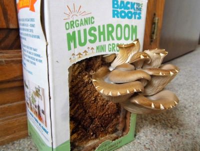 mushroom grow kit