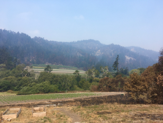 CZU Complex Fire