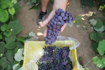 Hand holding Mars table grape bunch above plastic bin.