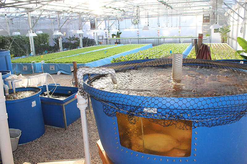 Picture of large vats of water in foreground with raised beds of vegetation in the background.