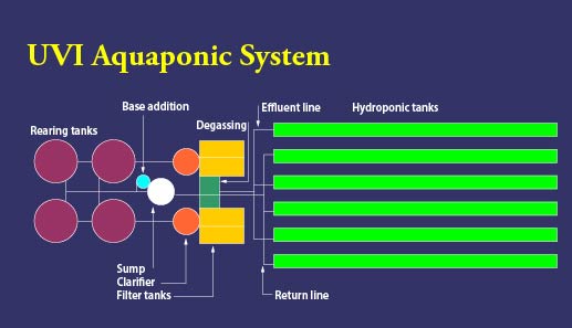 UVI Aquaponic System diagram