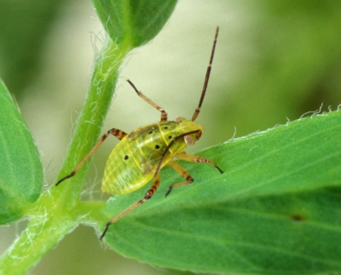 Lygus bug sits on a green leaf