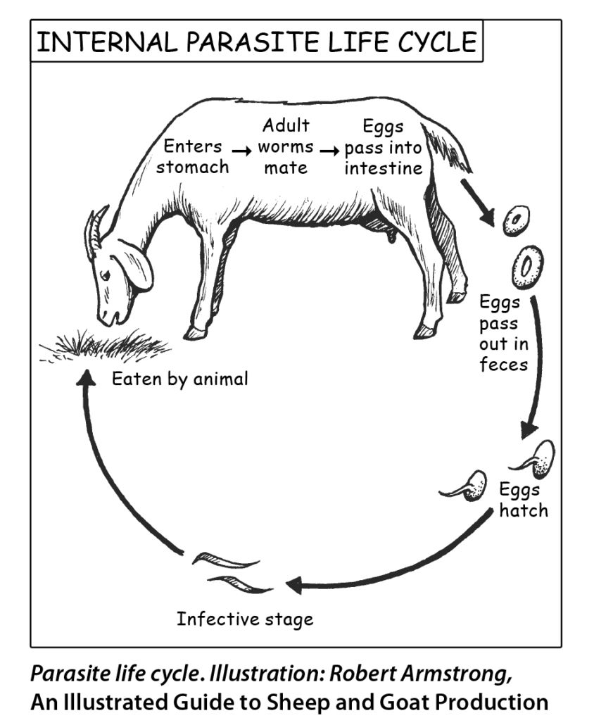 Nasal Bots (Parasites)  Missouri Department of Conservation