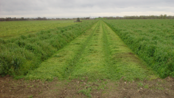 Vetch cover crop