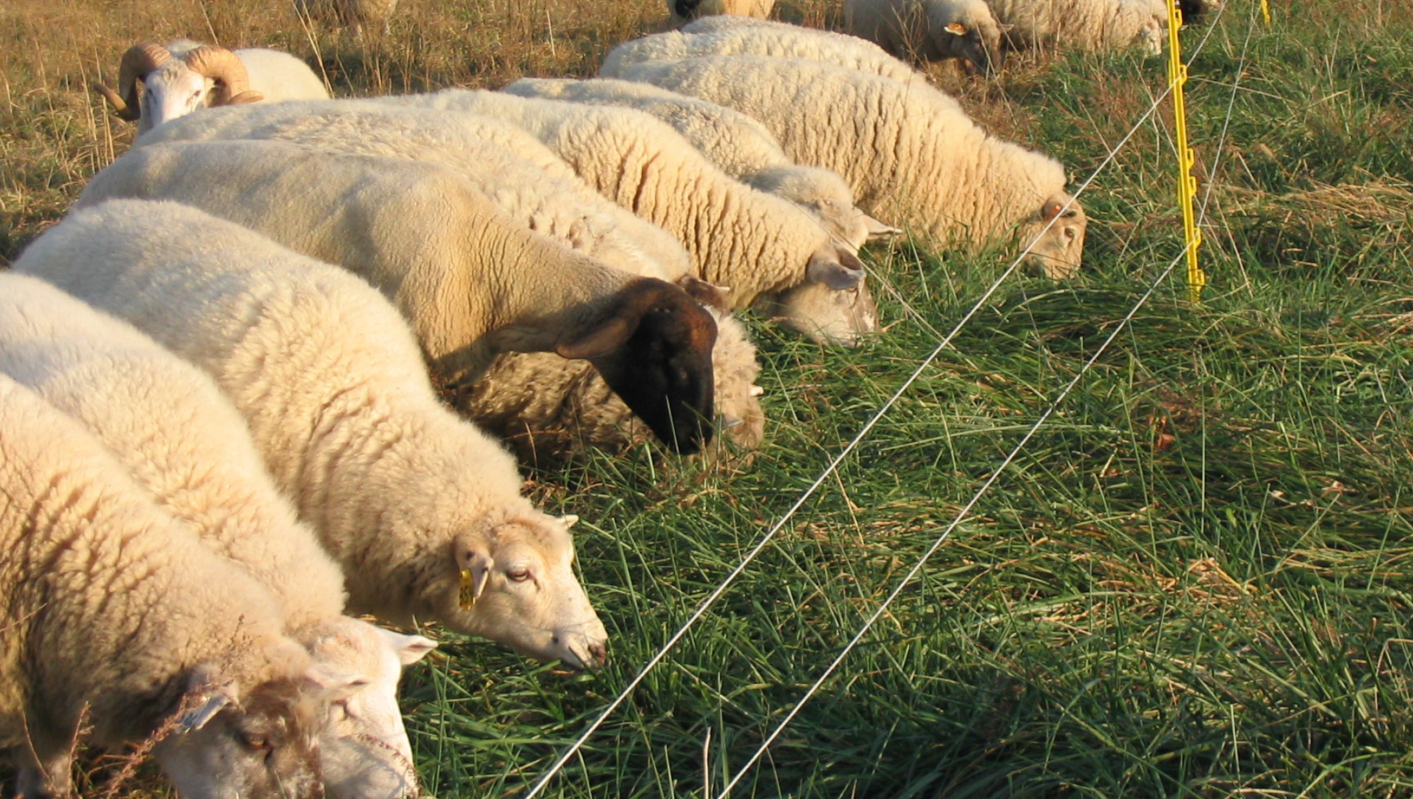 grazing sheep