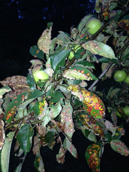 Cedar apple rust on Arkansas Sweet heirloom variety