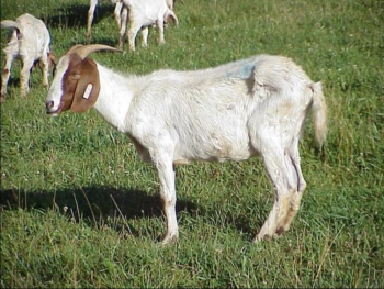 scrawny goat