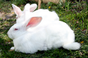 The Varieties and Genetics of White Rabbits — Breadbox Farm