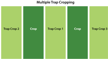 multiple trap cropping