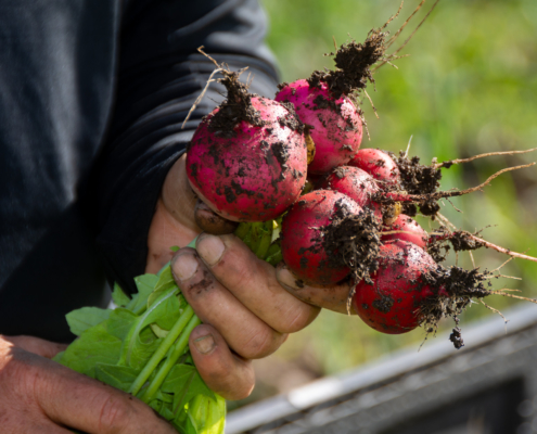 A farmer holds freshly pulled radishes
