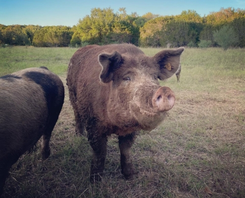 Cerdo de pie en un campo de Texas