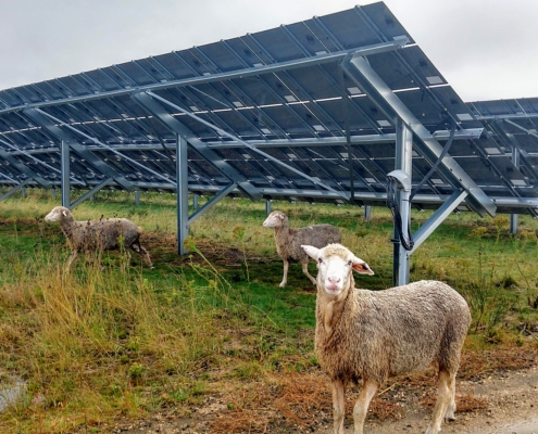A sheep stands under a solar array