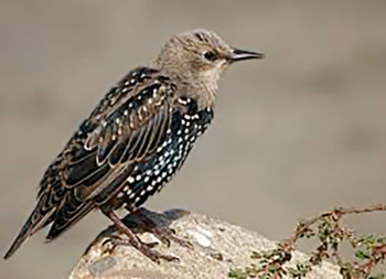 A starling. 