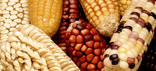 To increase the genetic diversity of U.S. corn, the Germplasm Enhancement for Maize (GEM) project seeks to combine exotic germplasm, such as this unusually colored and shaped maize from Latin America, with domestic corn lines. 