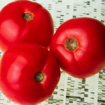 A retooled gene in Endless Summer tomatoes controls ripening to give better ﬂavor and shelf-life.