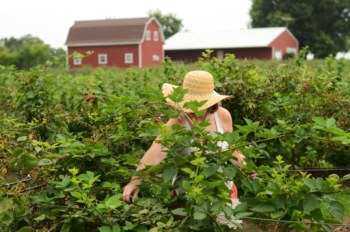 Un cliente recoge moras en una granja u-pick (cosecha tu mismo).