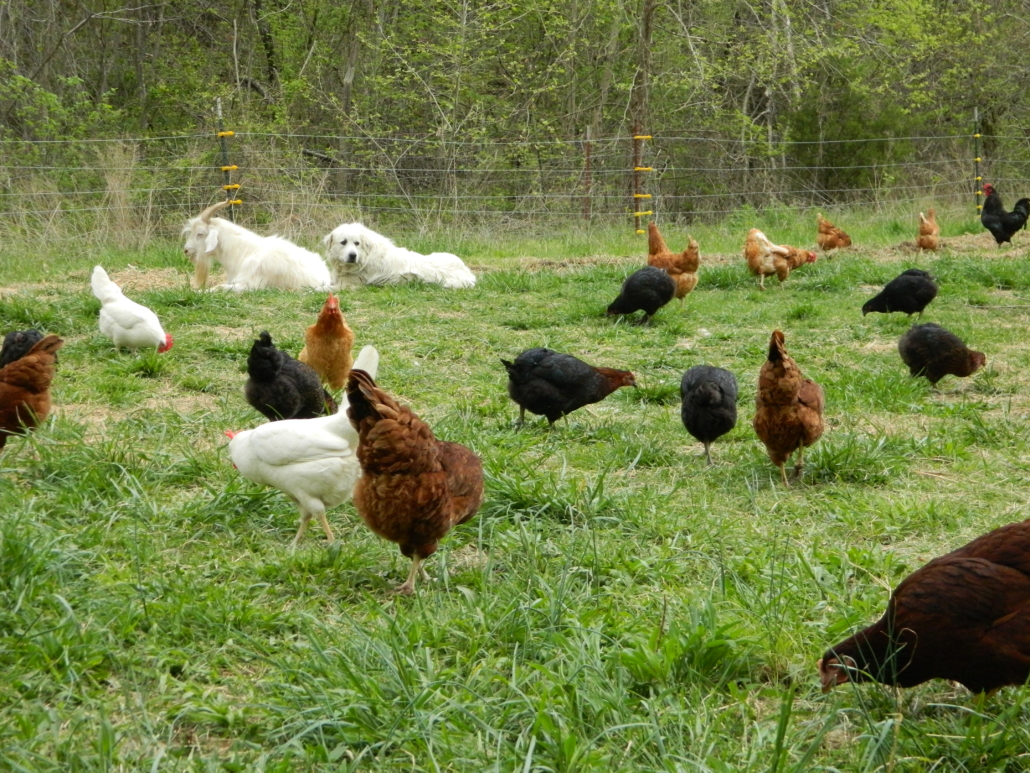 Laying Hens foraging