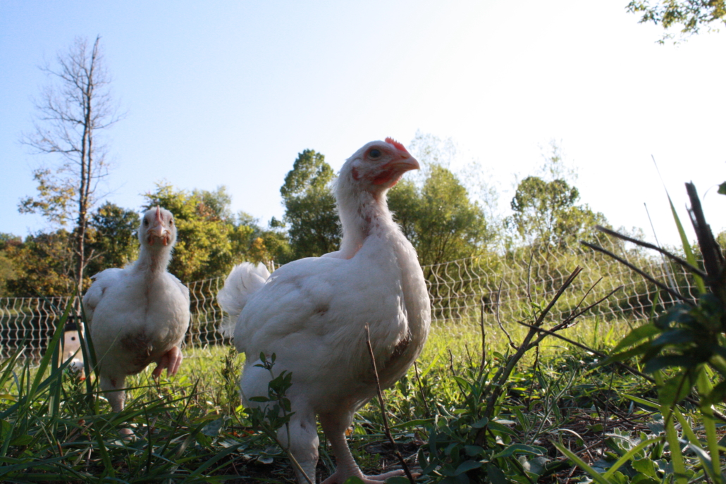 Chicken standing in a field