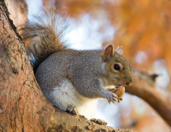 Eastern grey squirrel