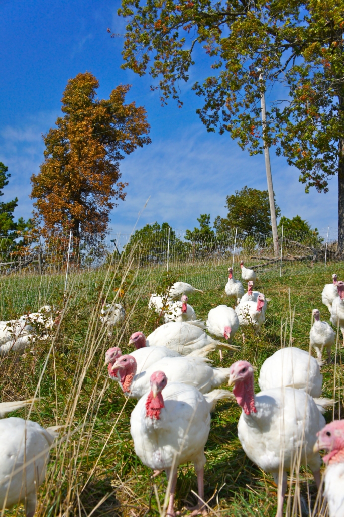 Turkeys in a field, foraging