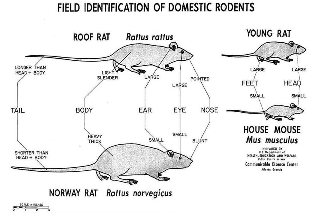 Field identification of rodents.