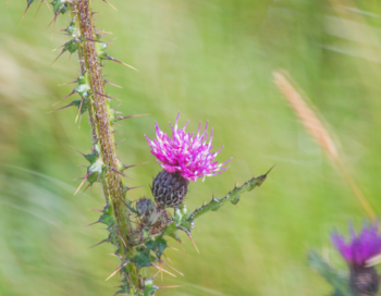 Knapweed