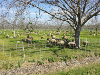 sheep grazing in walnut orchard