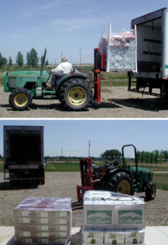 transferring produce from the cooler to a truck using a tractor and forklift