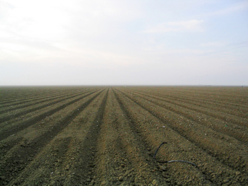 Large expanses of bare soil are an all-too-common scene in much of the United States