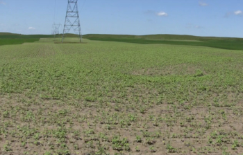 A field of organic buckwheat