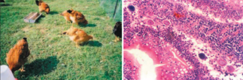 image of chickens in pasture and microscopic view of Coccidia parasites