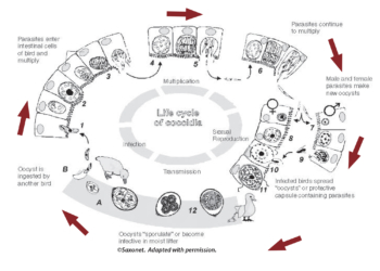 typical life cycle of coccidia in birds