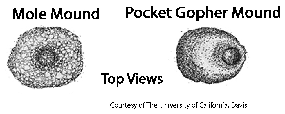Montículo topo vs. montículo gopher