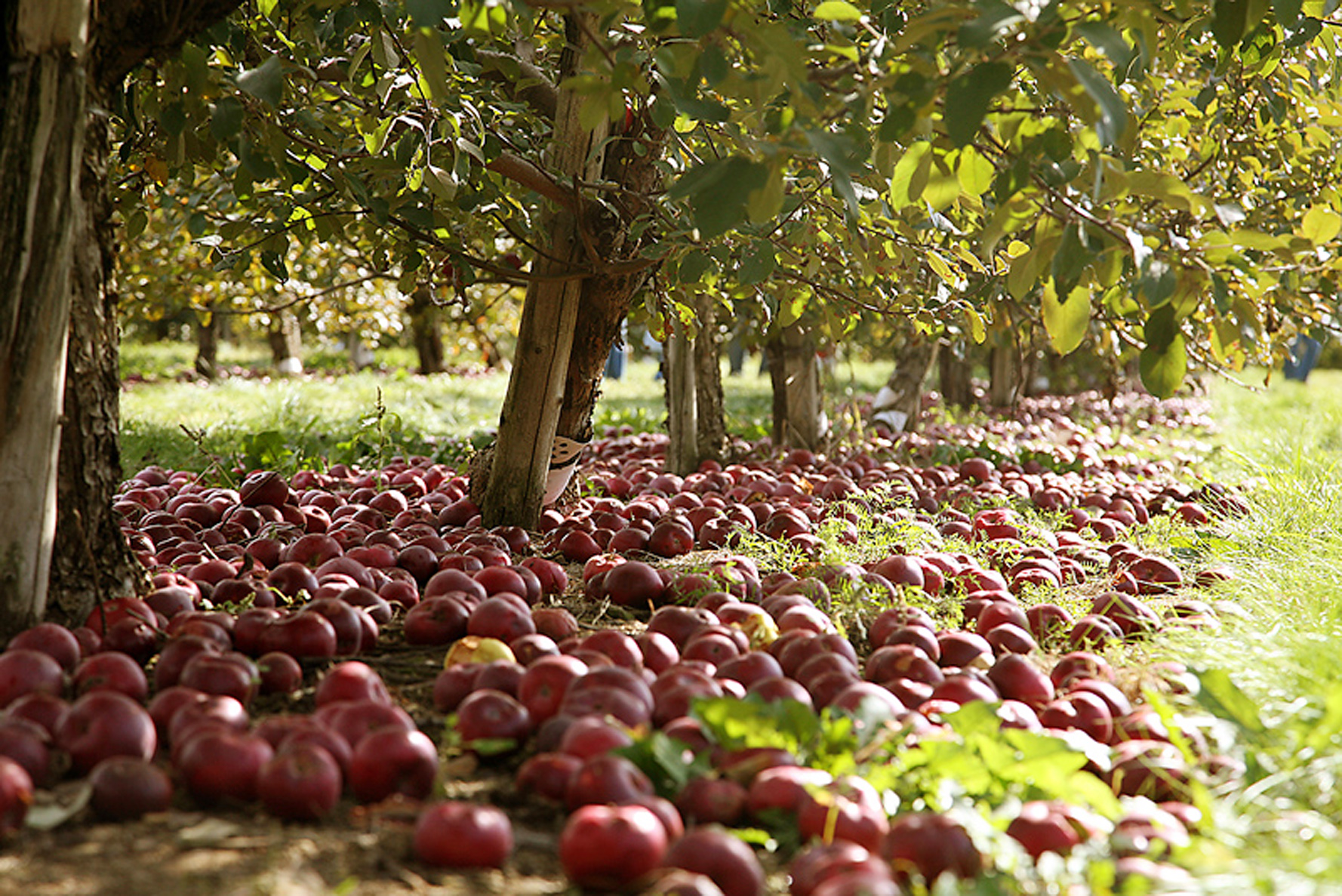 Hail-damaged apples