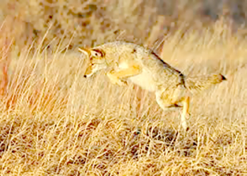 Pouncing coyote. 
