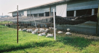 poultry house with yard