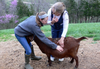 woman with her goat visiting a veterinarian