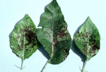 Fabraea leaf spot