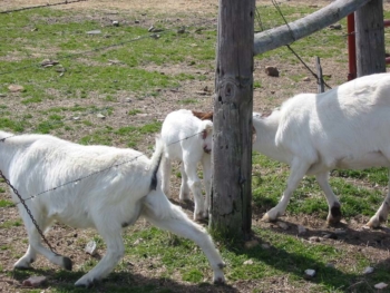 La cerca convencional del rancho no puede contener cabras