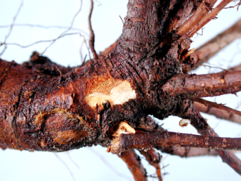Phytophthora in the root stock