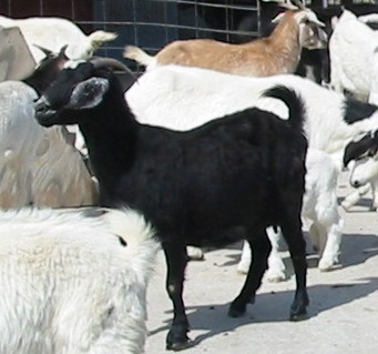Spanish goat