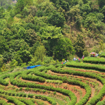 Agroforestería