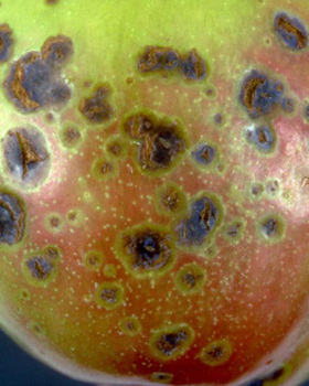 bacterial spot on plum
