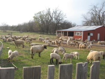 Barnlot lleno de ovejas