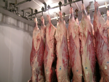 Beef hanging in a meat plant’s cooler. 