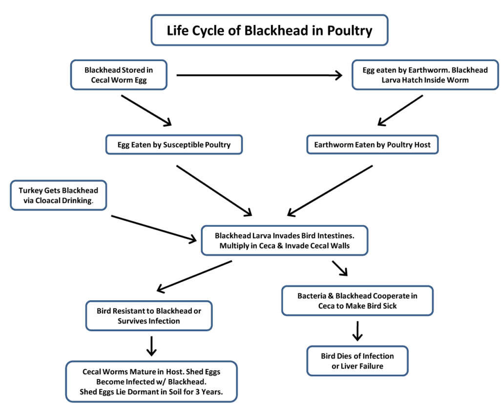  Blackhead life cycle