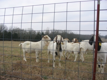 Although expensive, cattle panels make secure goat fencing.