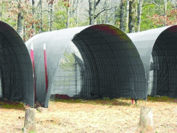 Cattle panels with a tarp stretched over them provide adequate shelter for goats.