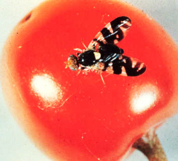 Cherry fruit fly